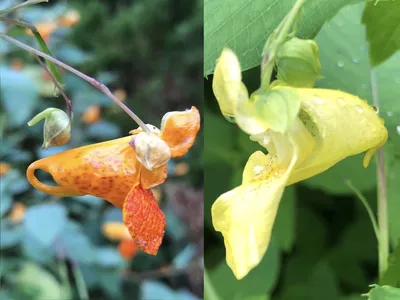 Mesmerizing Image of Yellow Jewelweed's Foliage and Flowers