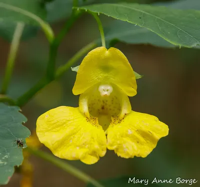 A Stunning Shot of Yellow Jewelweed's Unique Seed Pods