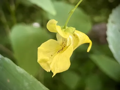 Gorgeous Image of Yellow Jewelweed in its Natural Environment
