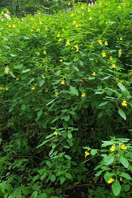 Beautiful Photo of Yellow Jewelweed: A Symbol of Summer