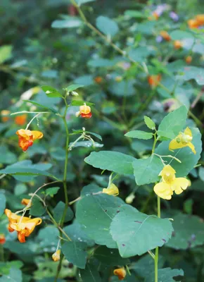 Awe-inspiring Image of Yellow Jewelweed's Bright and Bold Colors