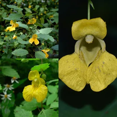 Beautiful Floral Image of Yellow Jewelweed in its Prime