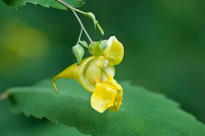 A Close-up Photo of Vibrant Yellow Jewelweed