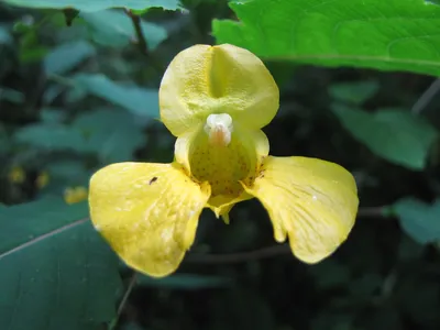 A Captivating Shot of Yellow Jewelweed's Curved Stem