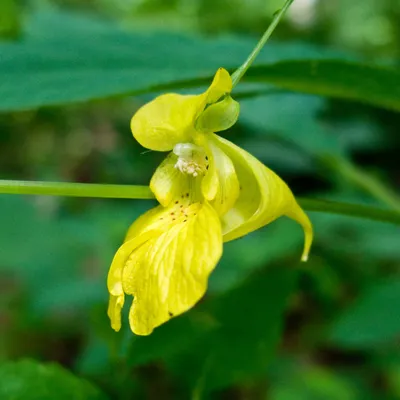 Vibrant Image of Yellow Jewelweed's Distinctive Flowers