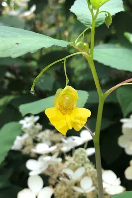 A Close-up Look at Yellow Jewelweed's Bright and Cheerful Blossoms