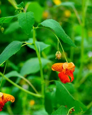 Stunning Image of Yellow Jewelweed's Intriguing Seed Dispersal Mechanism