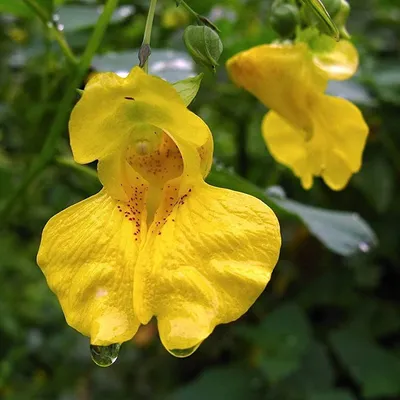 Picture Perfect: A Yellow Jewelweed in its Natural Habitat