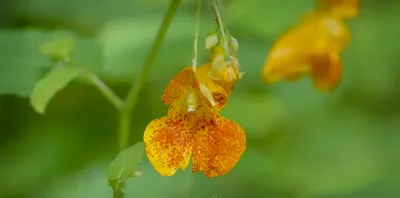 Beautiful Macro Photography of Yellow Jewelweed's Petals and Stamens
