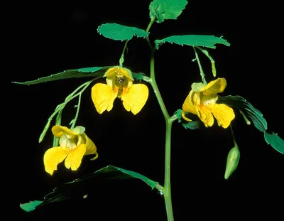 Vibrant Image of Yellow Jewelweed's Stunningly Detailed Flowers