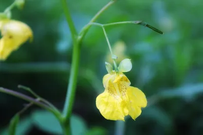 A Close-up Look at Yellow Jewelweed's Striking Yellow Blossoms and Leaves