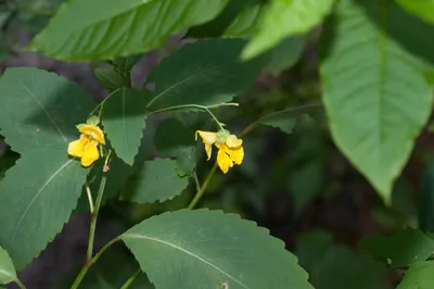 Captivating Yellow Jewelweed: A Sight to Behold in this Flower Photo