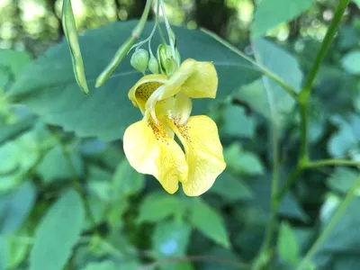 Yellow Jewelweed: A Flowering Beauty in this Picture