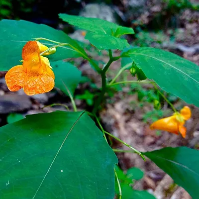 Stunning Flower Photo of Yellow Jewelweed in the Wild