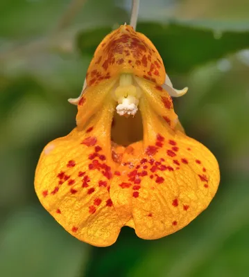 Radiant Yellow Jewelweed: A Perfect Addition to Any Garden