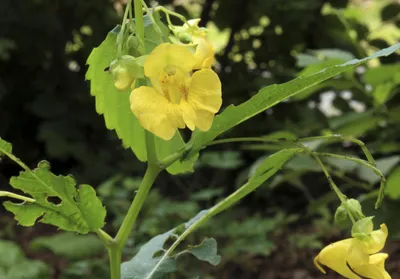 Yellow Jewelweed: A Vibrant Flower in this Image