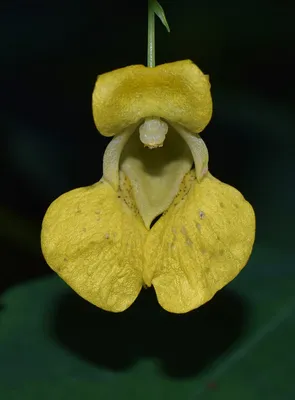 A Beautiful Image of Yellow Jewelweed's Delicate Petals