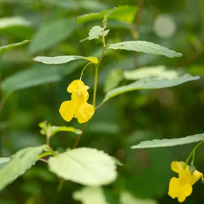 A Gorgeous Picture of Yellow Jewelweed in its Prime