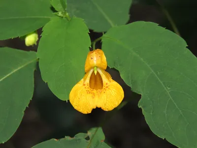 The Yellow Jewelweed: A Lovely Flower in this Stunning Image