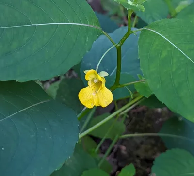 A Breathtaking Photo of Yellow Jewelweed in the Wild