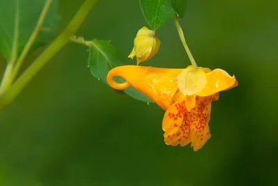Yellow Jewelweed: A Flowering Marvel in this Captivating Photo