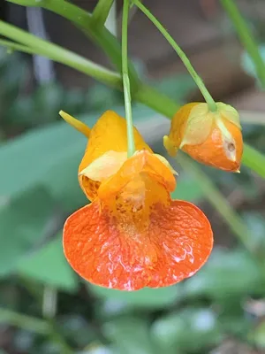 A Stunning Shot of Yellow Jewelweed in its Natural Habitat