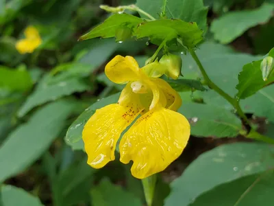 The Yellow Jewelweed: A Vibrant and Stunning Flower in this Picture