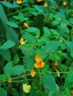 Gorgeous Flower Photography: Yellow Jewelweed