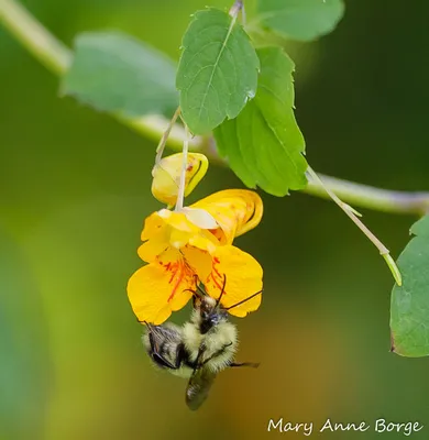 A Perfectly Composed Photo of Yellow Jewelweed in the Wild