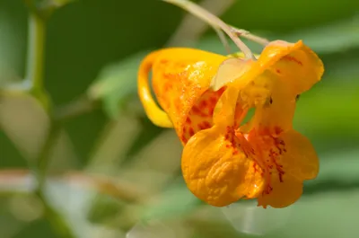 A Captivating Snapshot of Yellow Jewelweed in its Natural Habitat