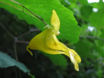 The Yellow Jewelweed: A Breathtaking Flower in this Photo