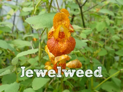 A Perfectly Timed Picture of Yellow Jewelweed in its Prime