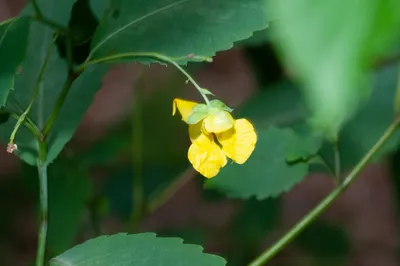 The Vibrant and Captivating Yellow Jewelweed in this Image