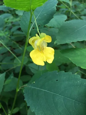 Yellow Jewelweed: A Vibrant and Lovely Flower in this Picture