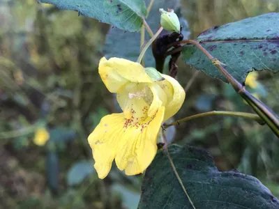 The Yellow Jewelweed: A Beautiful and Stunning Flower in this Image