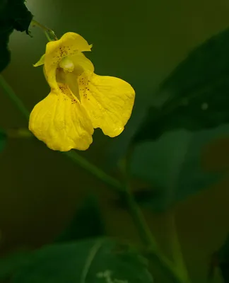 Discover the beauty of Yellow Jewelweed in this stunning photo