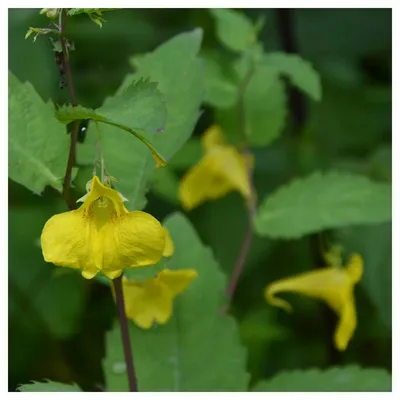 Stunning Image of Yellow Jewelweed – A Must See!