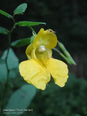 Feast your eyes on this gorgeous photo of Yellow Jewelweed