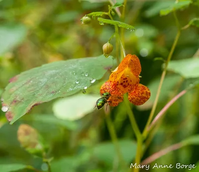 A stunning picture of Yellow Jewelweed in full bloom