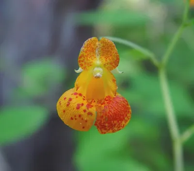 The captivating beauty of Yellow Jewelweed in this photo