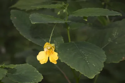 A close-up shot of Yellow Jewelweed in this stunning image