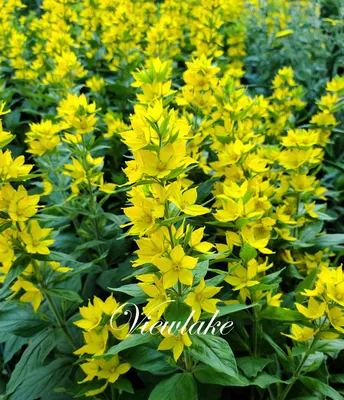 Discover the beauty of Yellow Loosestrife