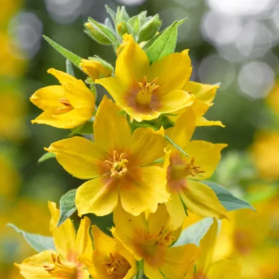 The vibrant Yellow Loosestrife blooms in all its glory