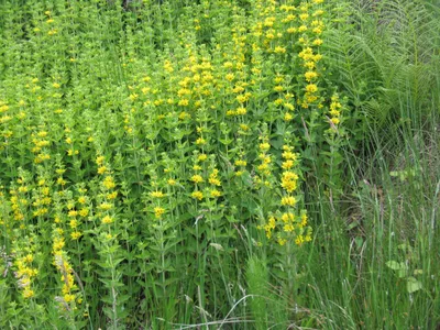 Get mesmerized by the bright Yellow Loosestrife