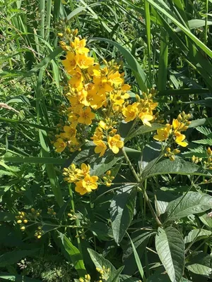 A breathtaking Image of the Yellow Loosestrife Flower