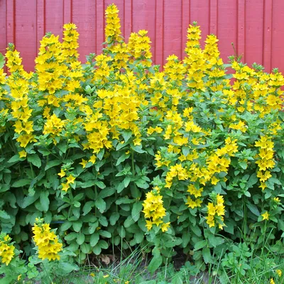 Picture perfect Yellow Loosestrife in the wild
