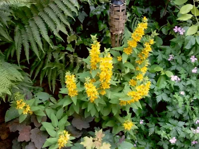 A Photo that captures the essence of Yellow Loosestrife