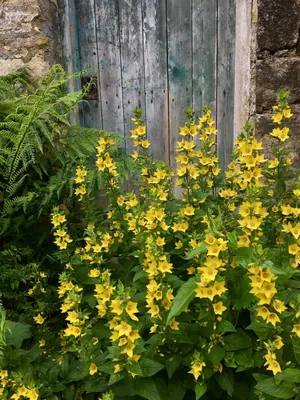 The sunny Yellow Loosestrife adds color to the garden
