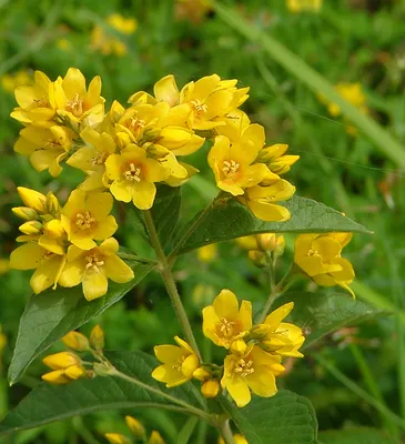 A close-up of the exquisite Yellow Loosestrife Flower