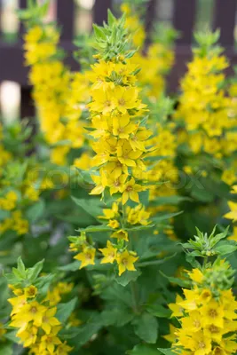 A beautiful Image of Yellow Loosestrife in its natural habitat